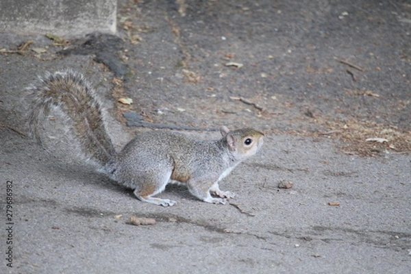 Obraz squirrel on the ground