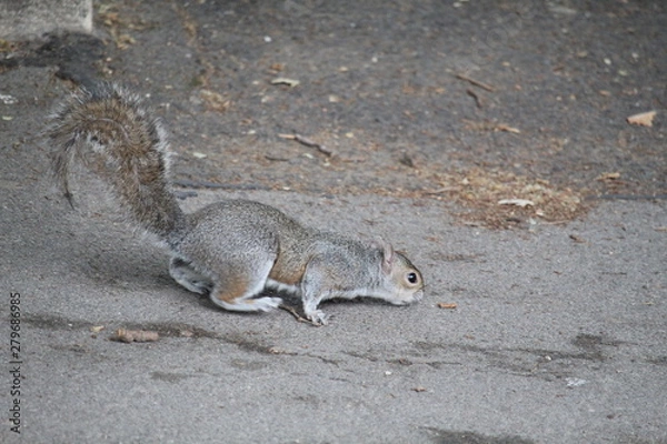 Obraz squirrel on the ground