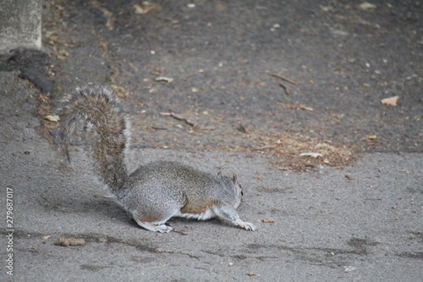 Obraz squirrel on the ground