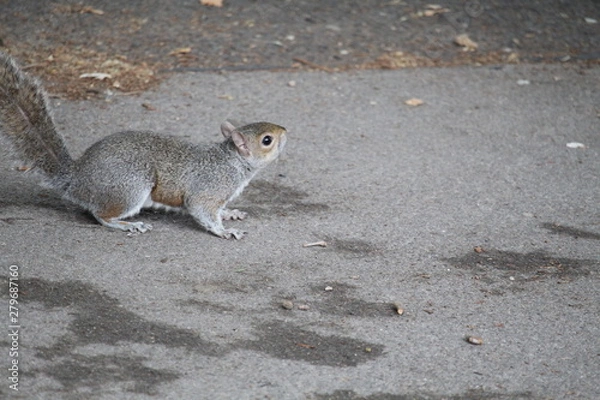 Obraz squirrel on the ground