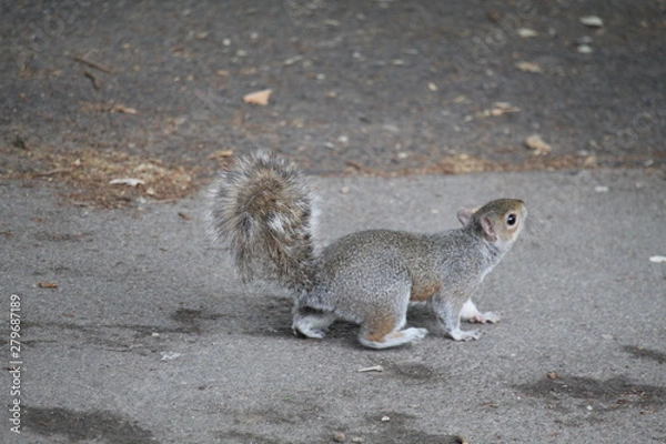 Obraz squirrel on the ground
