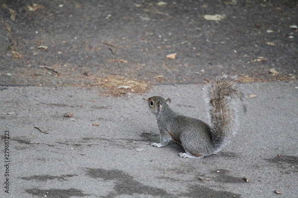 Obraz squirrel on the ground