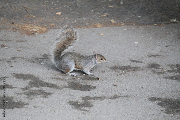 Obraz squirrel on the ground