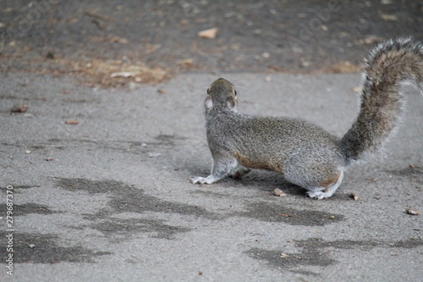 Obraz squirrel on the ground