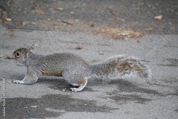 Obraz squirrel on the ground