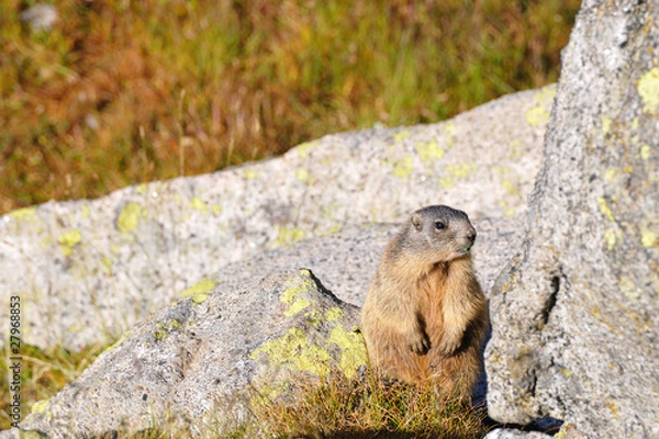 Obraz marmot on a boulder