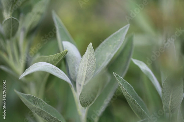 Obraz Salbei Heilpflanze