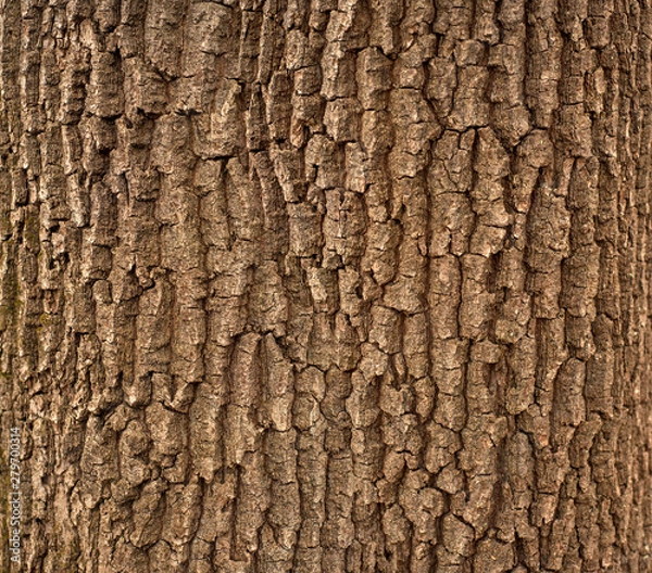 Fototapeta Relief texture of the brown bark of a tree with green moss on it. Horizontal photo of a tree bark texture. Relief creative texture of an old oak bark.