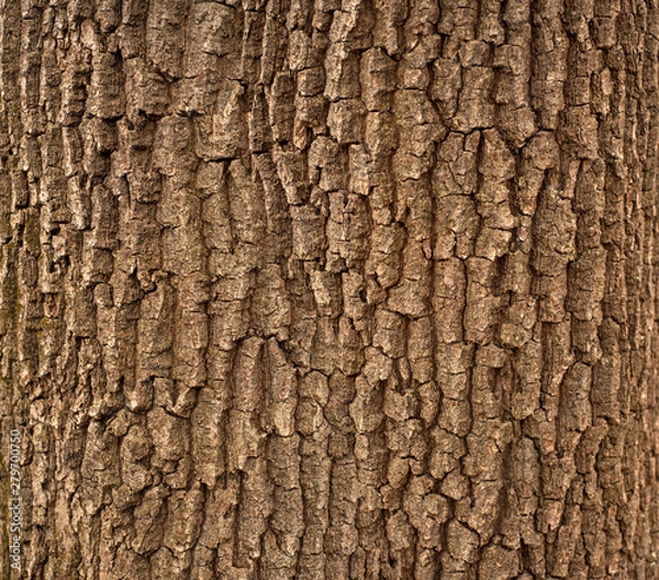Fototapeta Relief texture of the brown bark of a tree with green moss on it. Horizontal photo of a tree bark texture. Relief creative texture of an old oak bark.