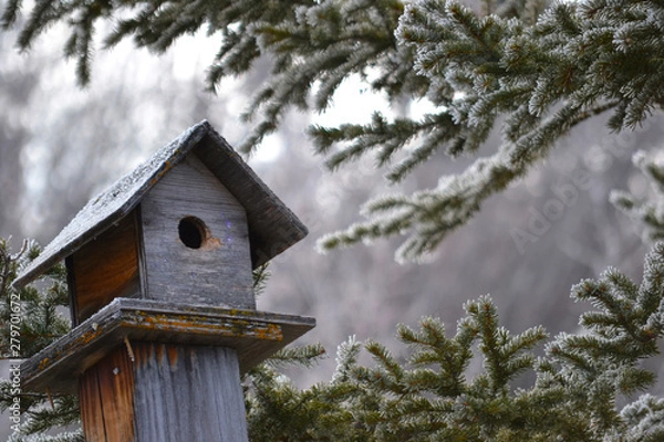 Obraz winter bird house in pine