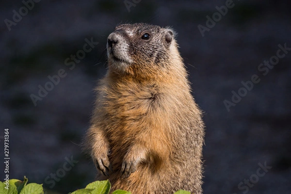 Fototapeta a close up portrait of a cute brown ground hog standing behind green leaves in the garden under the sun looking around