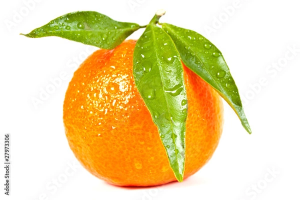 Obraz Wet tangerine