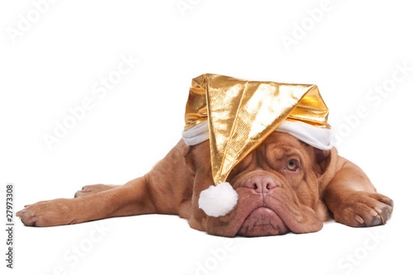 Obraz Lying dog with hat