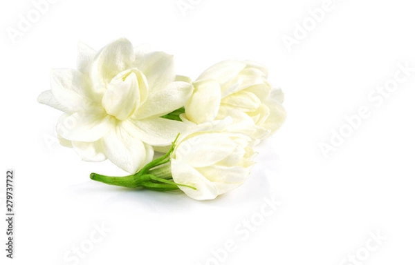 Fototapeta white jasmine flower isolate on white background