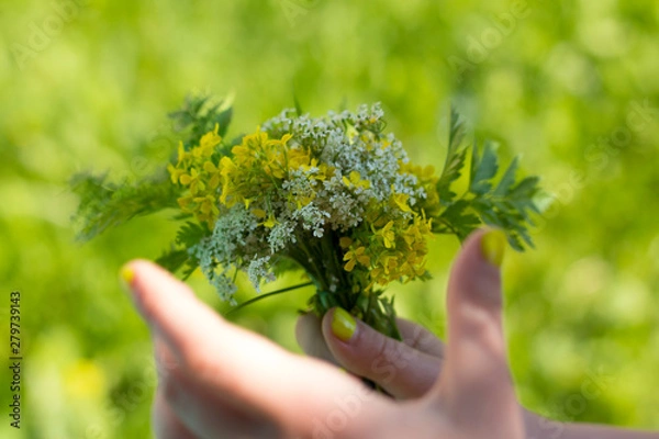 Obraz a small bouquet of modest wildflowers in a woman's hand