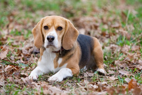 Fototapeta Beagle