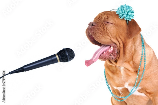 Obraz Singing Lady Dog Portrait