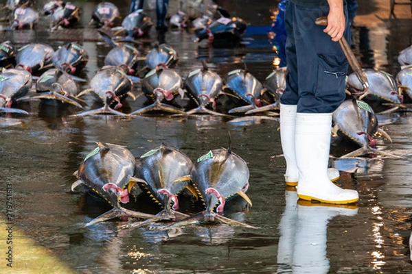 Obraz 和歌山の漁港で並べられたマグロ
