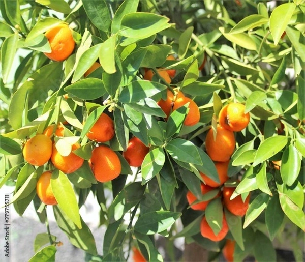 Obraz evocative image of Sicilian mandarins on tree
