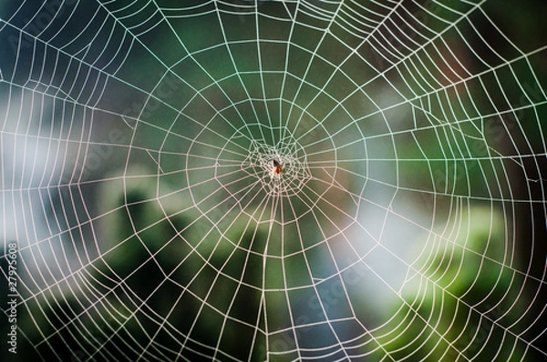 Obraz Spiral Orb Web z pająkiem