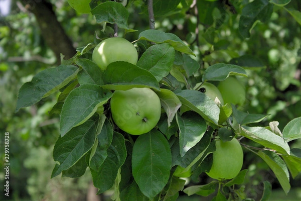 Fototapeta apples on a branch in the garden