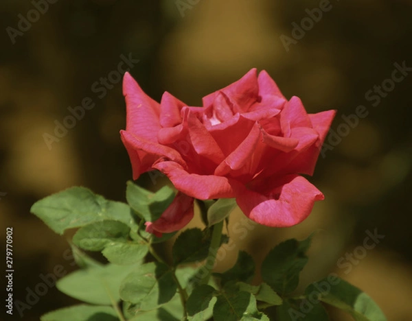 Fototapeta pink rose