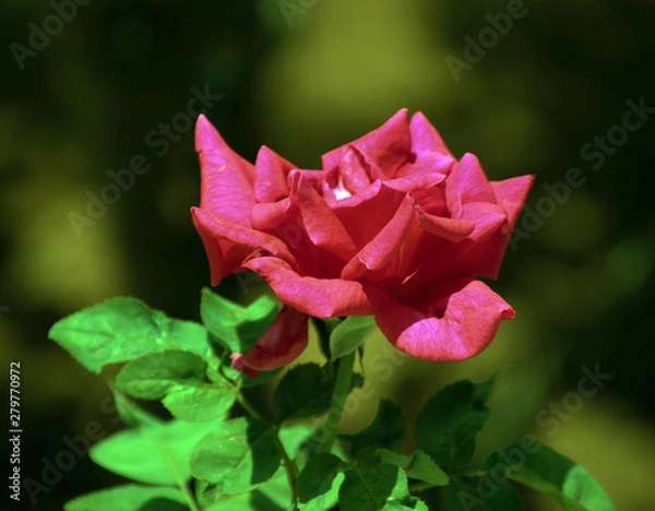Fototapeta pink rose