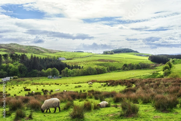 Obraz Sheep grazing in the fields in Kintyre in the Highlands of Scotland