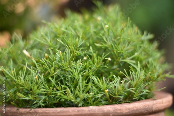 Obraz Lakritz Tagetes (Tagetes filifolia)