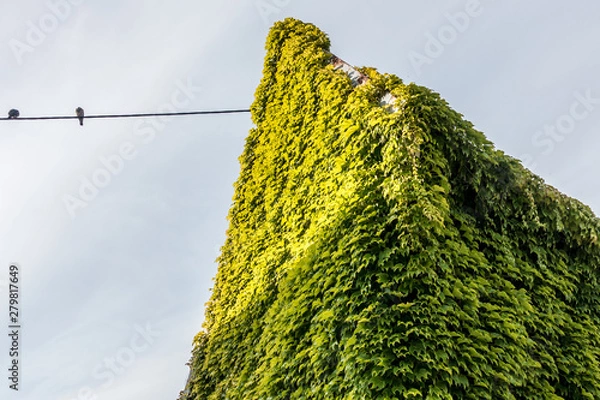 Fototapeta Wilder Wein rankt Hauswand empor