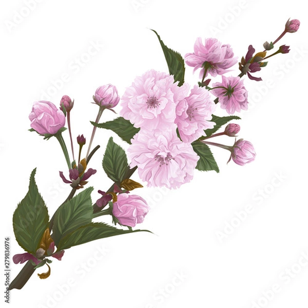 Obraz Beautiful branch with flowers cherry blossom. Sakura flowers.  Vector illustration, EPS 10.