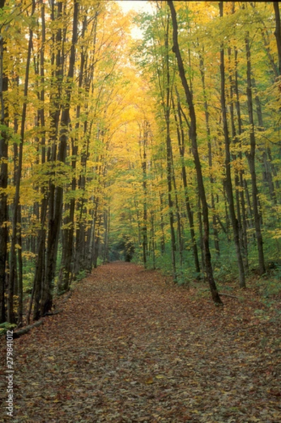 Fototapeta Wilderness Trail in White Mountains on an Autumn Afternoon