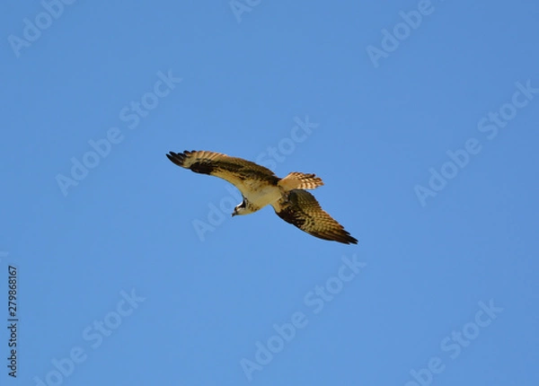 Fototapeta Osprey in flight with a fish
