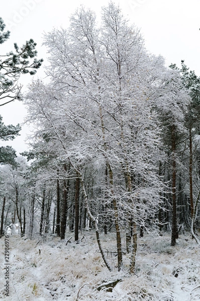 Obraz trees with snow