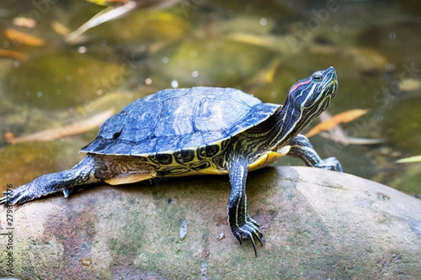 Fototapeta A turtle with a raised head on the stones near the river_