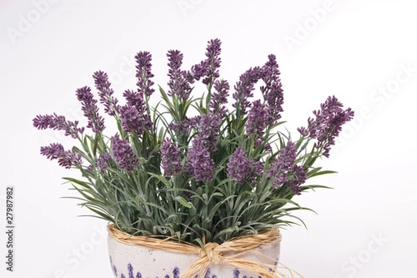Obraz Lavender in flowerpot