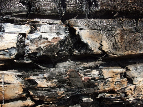 Obraz burnt tree trunk texture