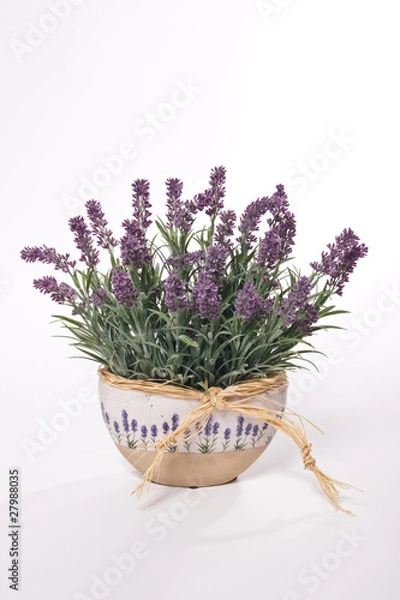 Obraz Lavender in flowerpot
