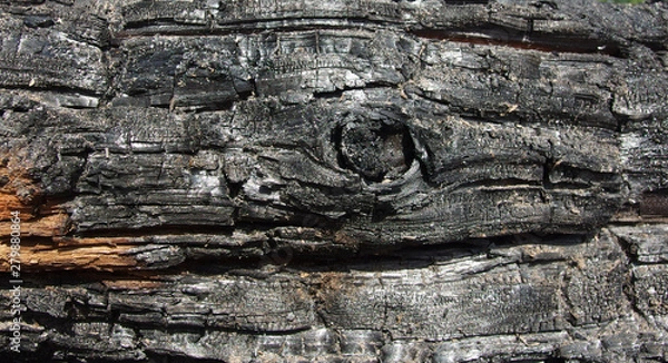 Obraz burnt tree trunk texture