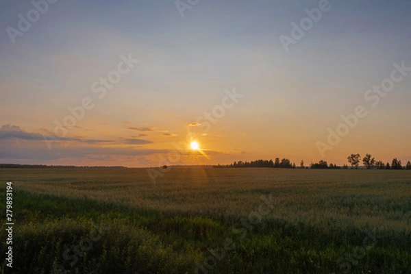 Fototapeta Yellow-orange disk of the setting sun over the horizon and a little cloudy.