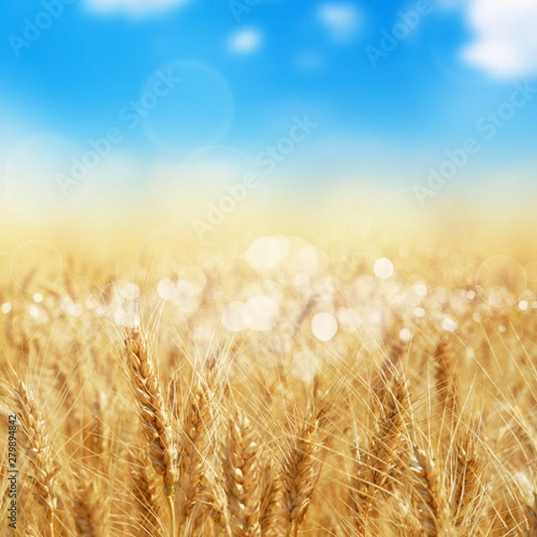 Fototapeta Close-up of a field of wheat with blurred sky