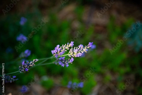 Fototapeta Lavendar in sinlight