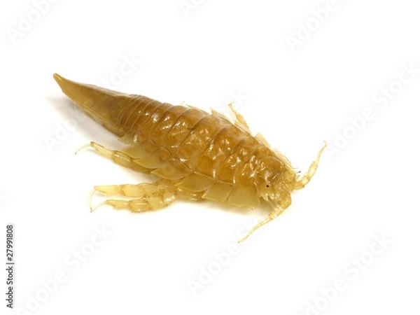 Obraz Saduria entomon