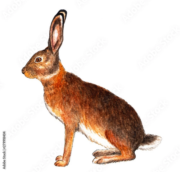 Fototapeta European hare. Watercolor illustration. Hare sits. Isolated pattern on white background. Illustration for printing on t-shirts, fabrics, magazines about animals.