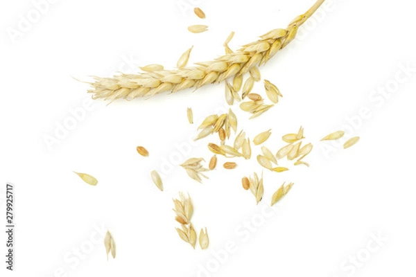 Fototapeta Lot of pieces of golden bread wheat ear grains flatlay isolated on white background