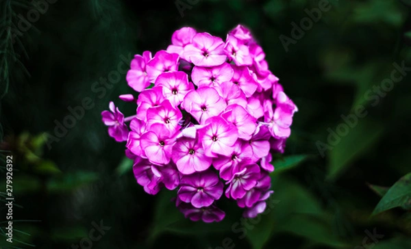 Obraz A charming, beautiful, brunch of purple Phlox paniculate garden plant flower, shot late at night in the Botanical garden, can be used as a photo reference, background or as an element of your collage