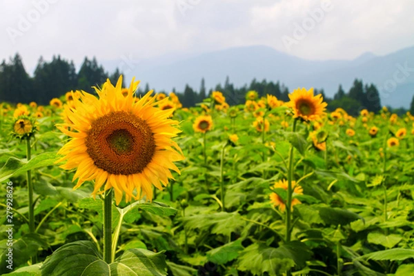 Fototapeta ひまわり