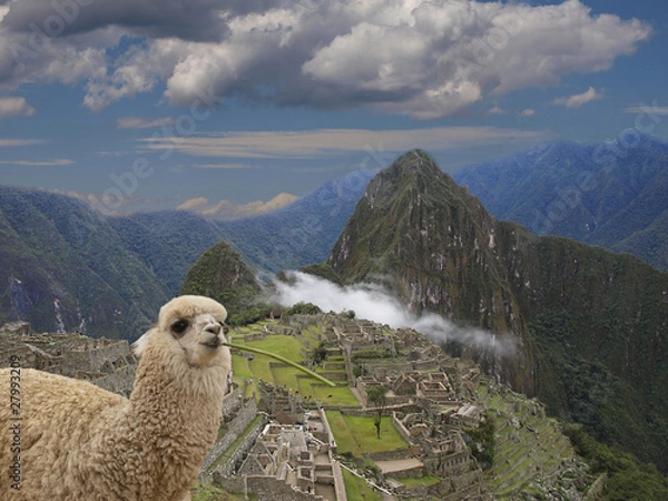 Fototapeta Machu Picchu - Lama
