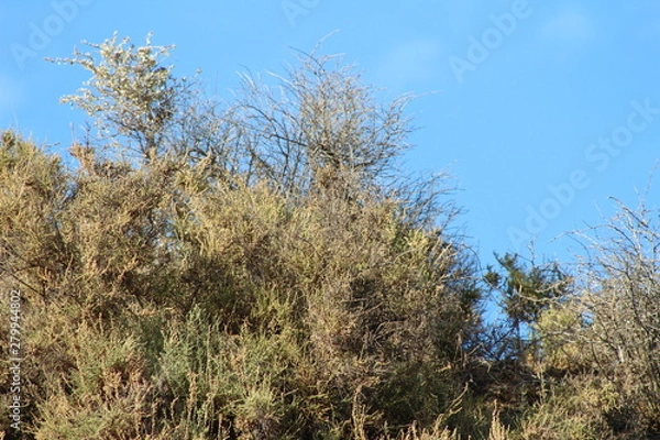Obraz Desert Plants Blue Sky