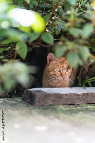 Obraz 獲物めがけて